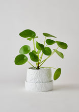Load image into Gallery viewer, Organic Planter Small, Speckled White - Angus &amp; Celeste