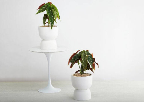 Angus and Celeste Raw Earth Plant Stand Pots