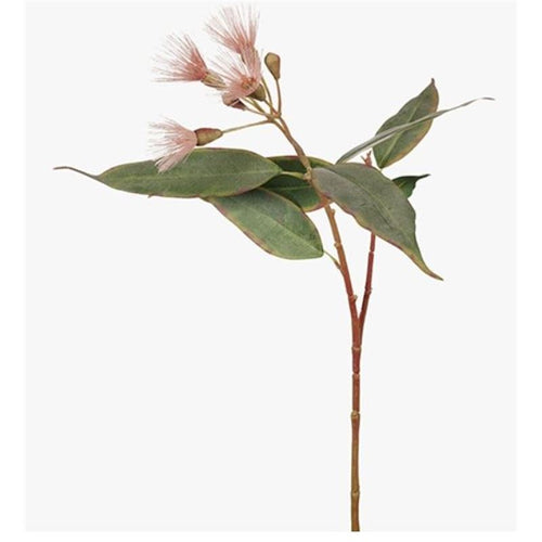Flowering Eucalyptus