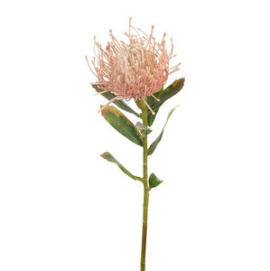 Floral Interiors Protea Light Pink