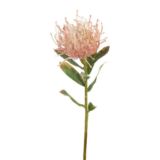 Floral Interiors Protea Light Pink