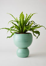 Load image into Gallery viewer, Angus &amp; Celeste Spherical Plant Pot Large - Celadon Green Crackle