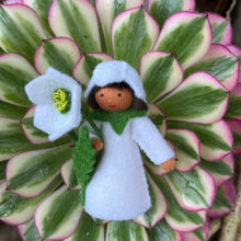 Load image into Gallery viewer, Ambrosius Christmas Rose (short hair)