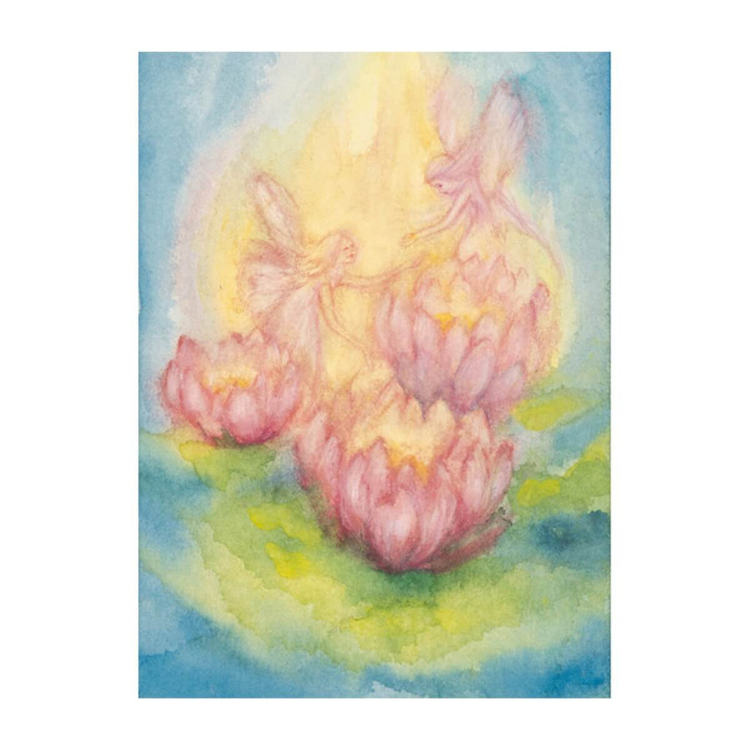 Postcards - Nymphaea