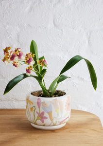 Decorative Succulent Pot, assorted - Angus & Celeste