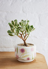 Load image into Gallery viewer, Decorative Succulent Pot, assorted - Angus &amp; Celeste