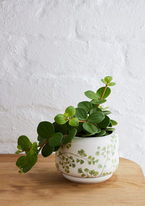 Decorative Succulent Pot, assorted - Angus & Celeste