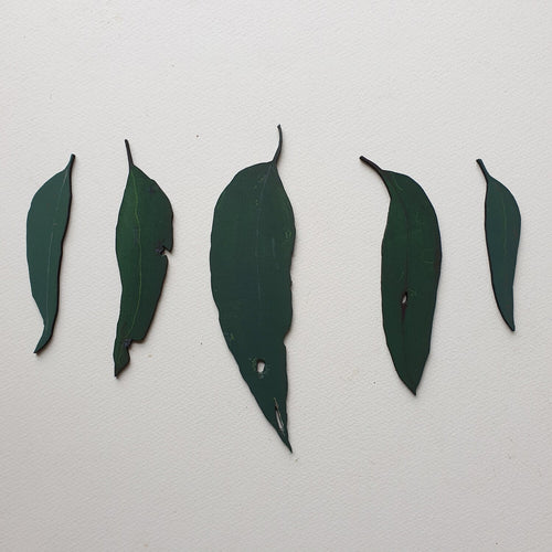 Eucalyptus leaves: Hand painted Timber Australian Native plants