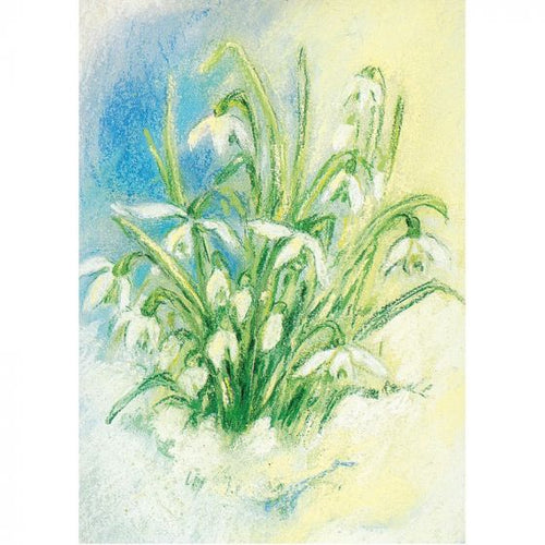 Postcard - Snow Drops