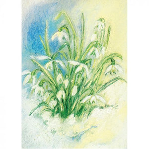 Postcard - Snow Drops