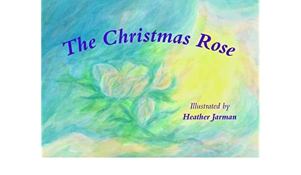 The Christmas Rose