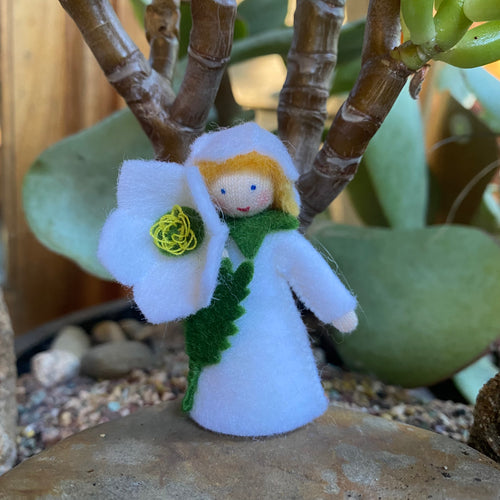 Ambrosius Christmas Rose (short hair)