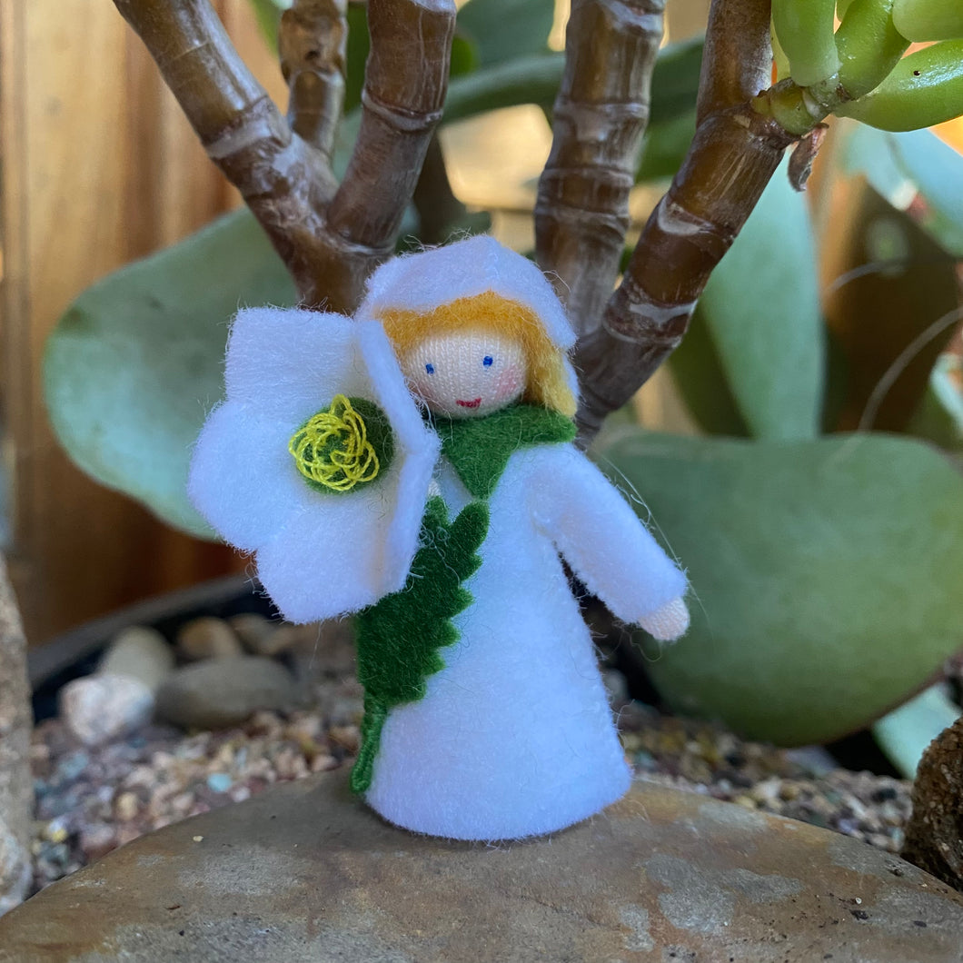 Ambrosius Christmas Rose (short hair)