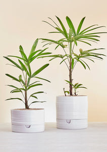 Angus and Celeste Self Watering Plant Pots Tall White Speckle